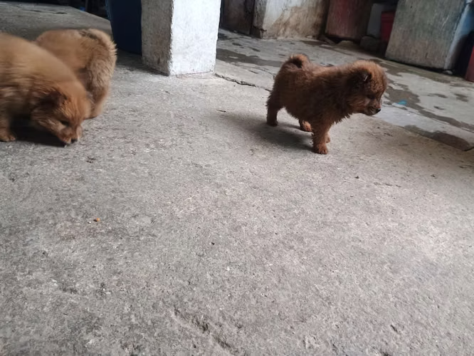 Chow chow - Imagen 4
