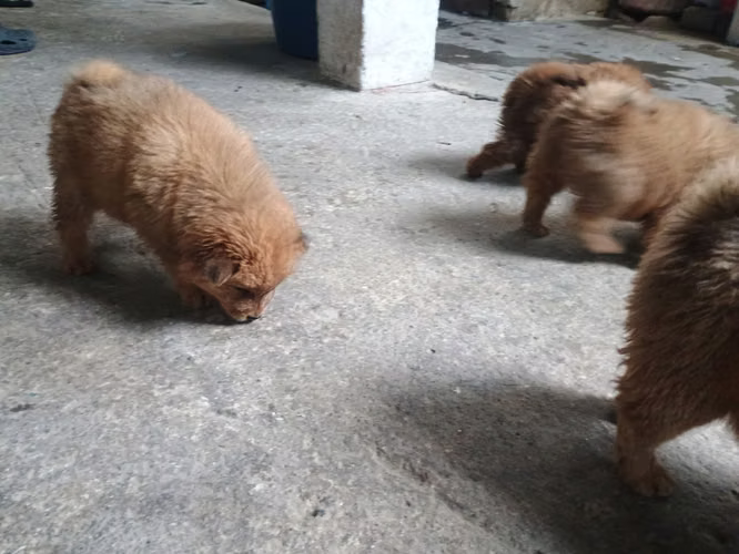 Chow chow - Imagen 2
