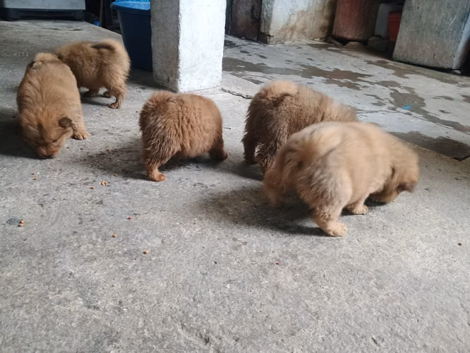 Chow chow - Imagen 6