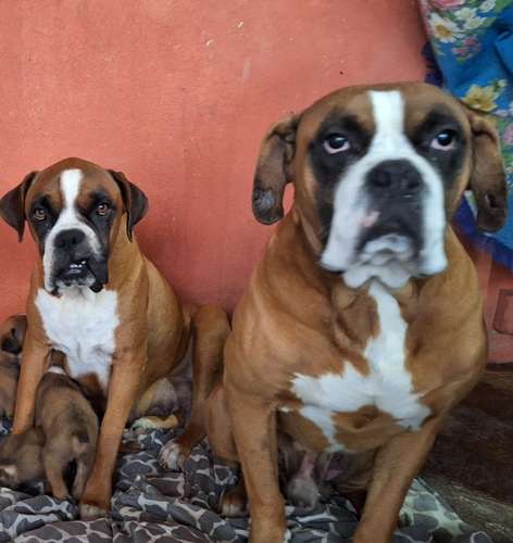 Sell Cachorros boxer