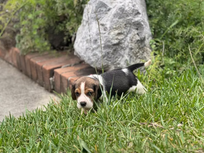 Beagle  - Imagen 2