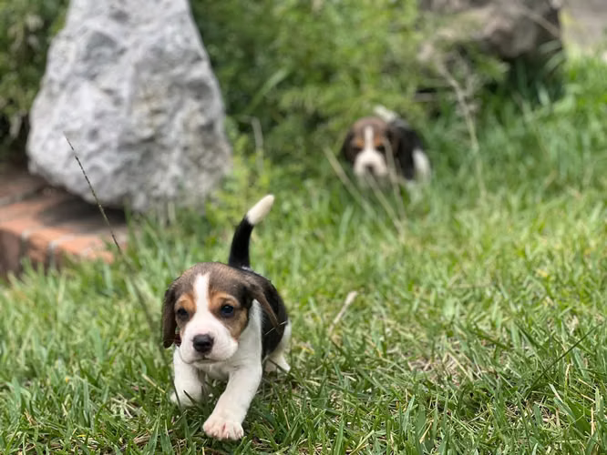 Beagle  - Imagen 4