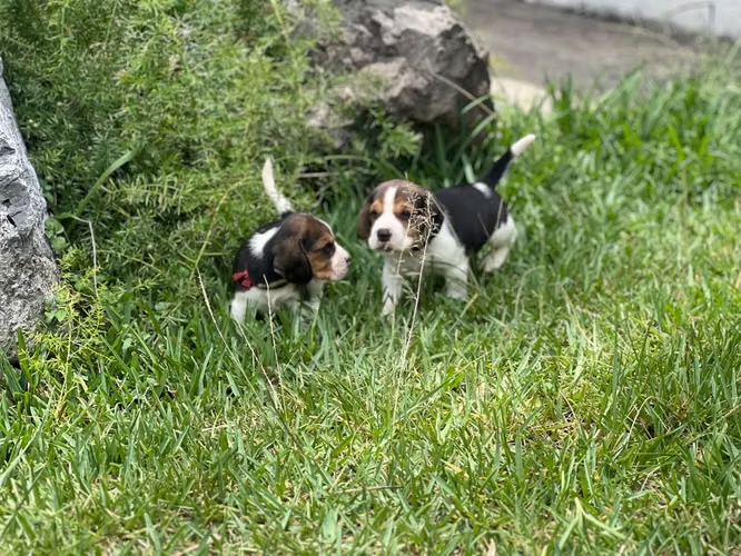 Beagle  - Imagen 3