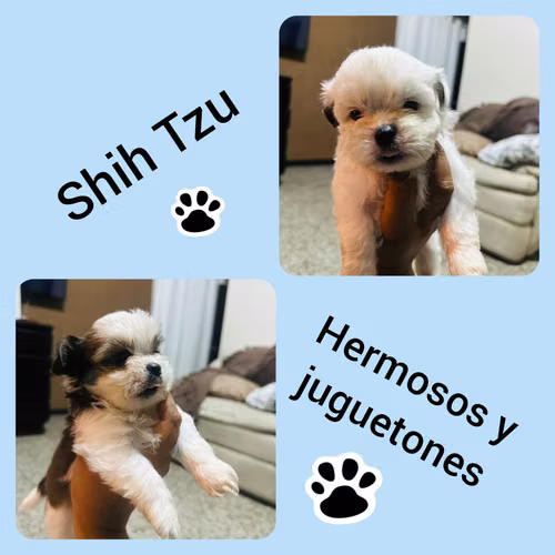 Shih Tzu  - Imagen 1
