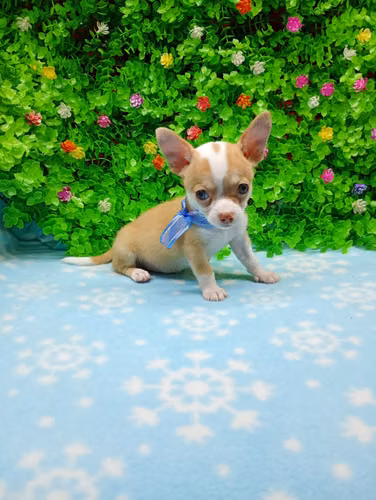 Chihuahua cabecita de manzana  - Imagen 1