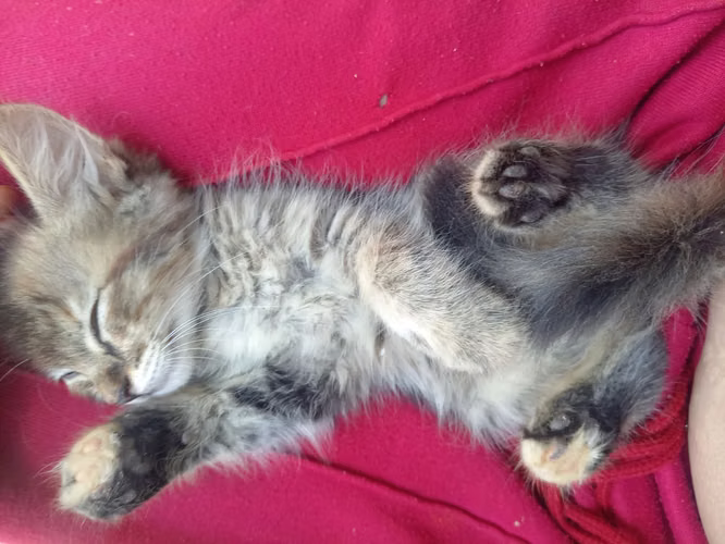 Lindos gatitos angora  - Imagen 3