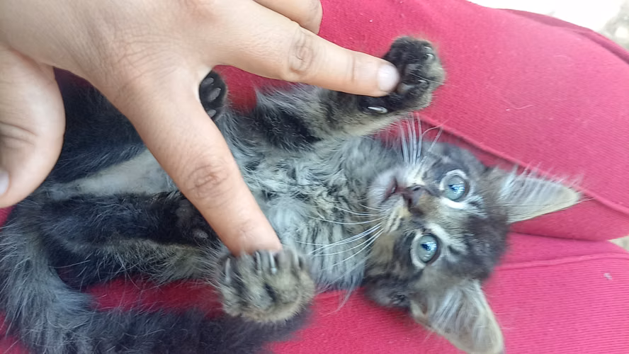Lindos gatitos angora  - Imagen 4