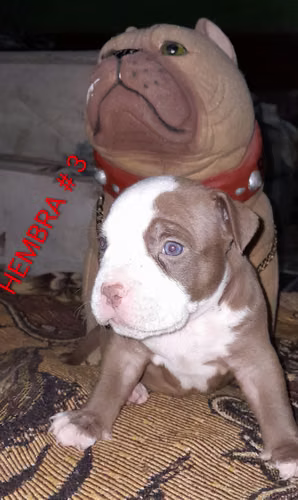 Cachorros american bully - Imagen 3
