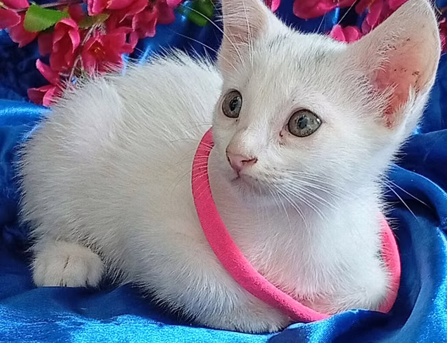 Gato Angora Turco - Imagen 5