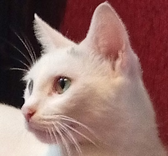 Gato Angora Turco - Imagen 4