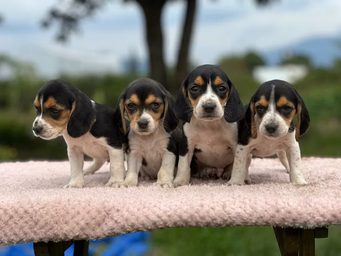 Beagle cachorros 