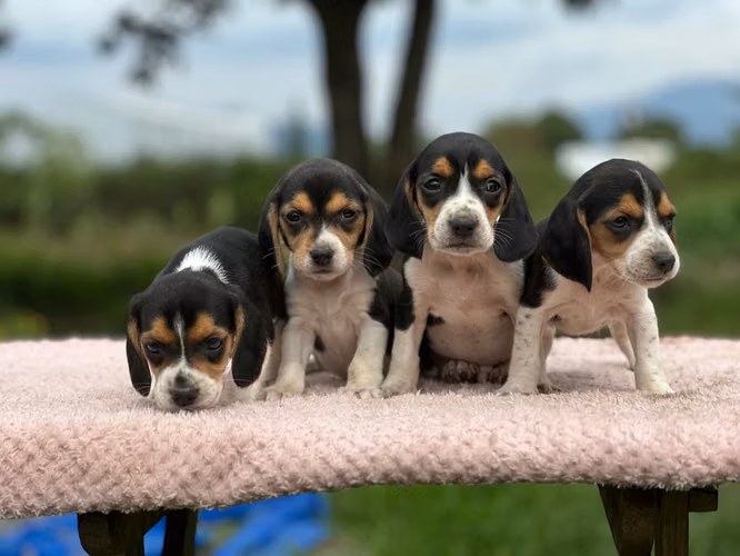 Beagle cachorros  - Imagen 3