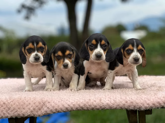 Beagle cachorros  - Imagen 2