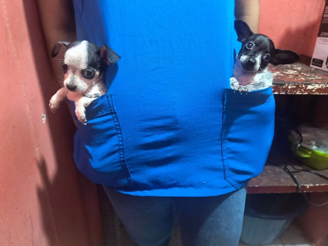 Chihuahuas exóticos cabecita de manzana  - Imagen 4