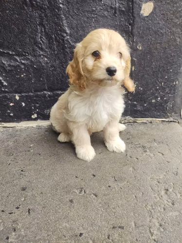 Ultima hembra Cockapoo en la ciudad 2026 - Imagen 3