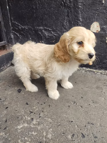 Ultima hembra Cockapoo en la ciudad 2026 - Imagen 6