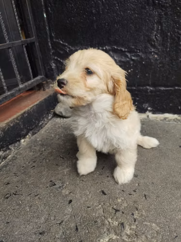 Ultima hembra Cockapoo en la ciudad 2026
