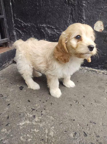 Ultima hembra Cockapoo en la ciudad 2026 - Imagen 7