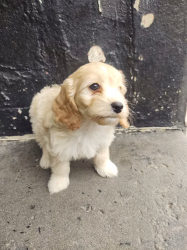 Ultima hembra Cockapoo en la ciudad 2026 - Imagen 2
