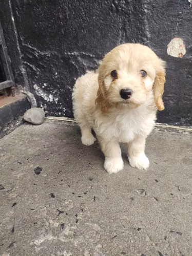Ultima hembra Cockapoo en la ciudad 2026 - Imagen 4