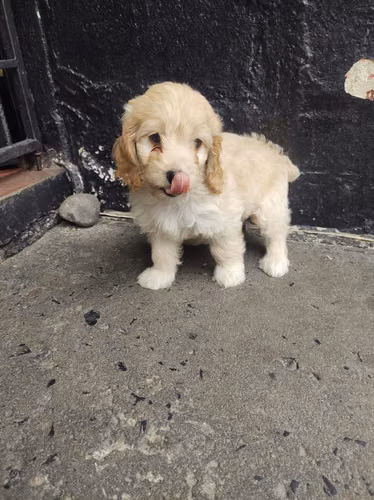 Ultima hembra Cockapoo en la ciudad 2026 - Imagen 5