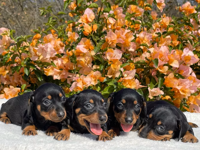 Salchicha dachshund 
