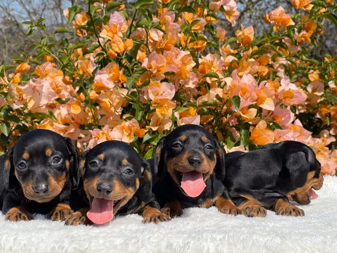 Salchicha dachshund 