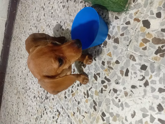 Vendo linda salchicha 