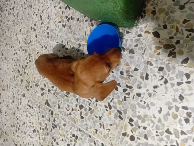 Vendo linda salchicha 