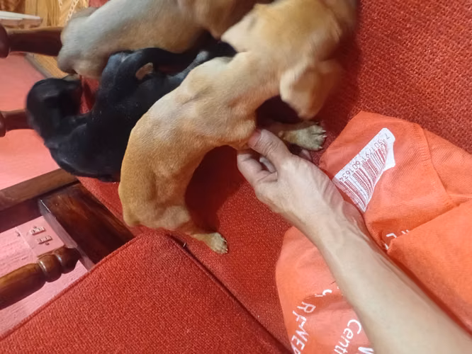 Vendo linda salchicha 