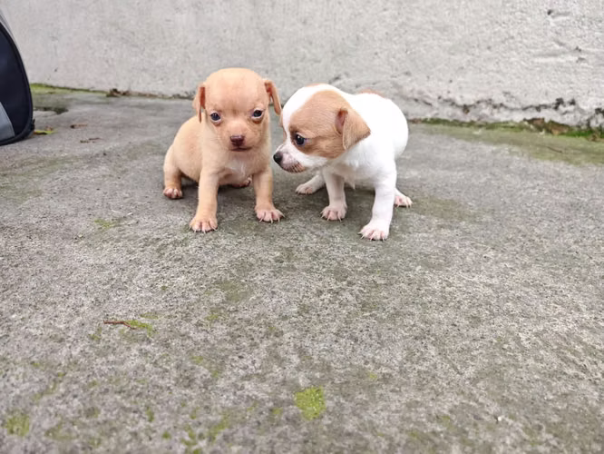 Chihuahuas cabecita de manzana pura raza 