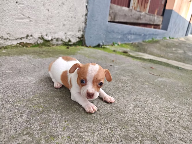 Chihuahuas cabecita de manzana pura raza  - Imagen 11