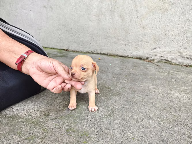 Chihuahuas cabecita de manzana pura raza  - Imagen 5