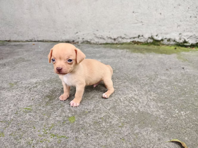 Chihuahuas cabecita de manzana pura raza  - Imagen 2