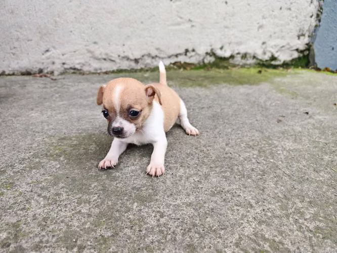 Chihuahuas cabecita de manzana pura raza  - Imagen 3