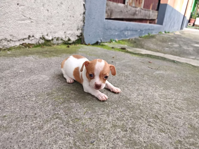 Chihuahuas cabecita de manzana pura raza  - Imagen 12