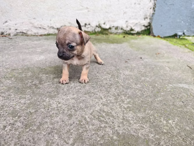 Chihuahuas cabecita de manzana pura raza  - Imagen 7