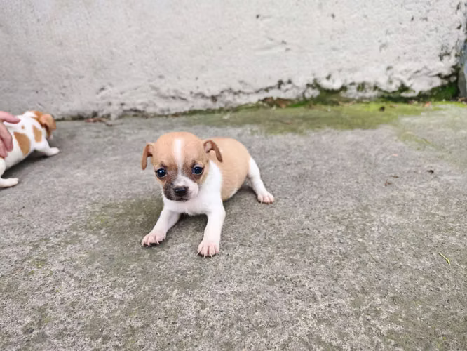 Chihuahuas cabecita de manzana pura raza  - Imagen 9