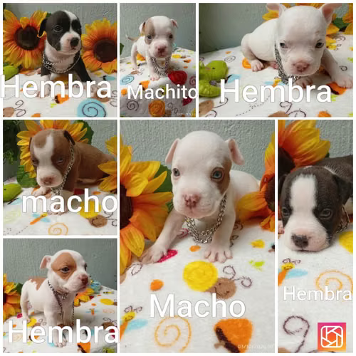 Cachorros american bully de pura raza - Imagen 3