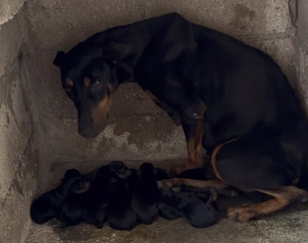Cachorros Doberman Americano  - Imagen 1