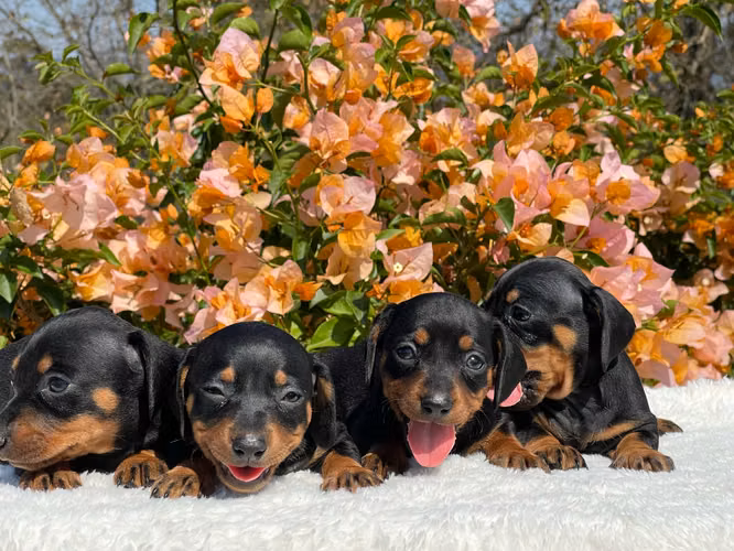 Dachshund salchichas 