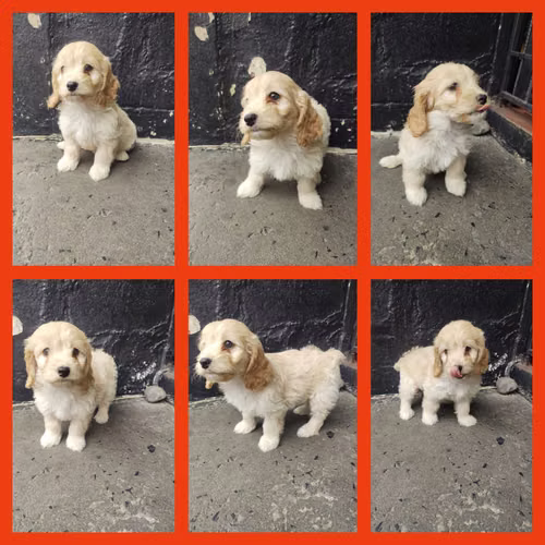 Última French Cockapoo del 2026 de ojos claros 