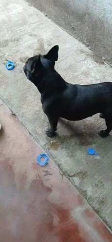 Bulldog Francés 