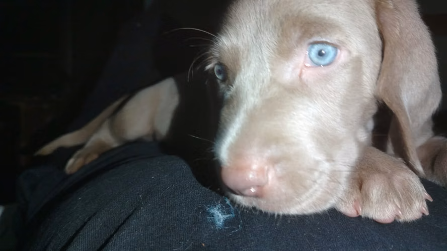 Weimaraner cachorros  - Imagen 12