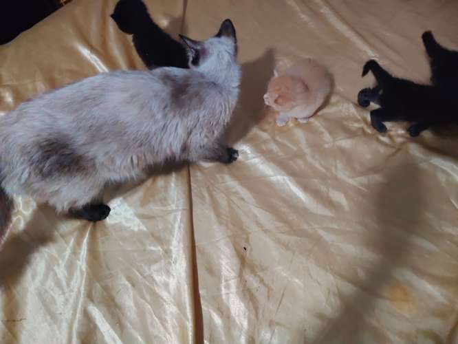  Gatitas en venta  - Imagen 1