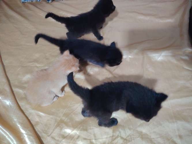  Gatitas en venta  - Imagen 3