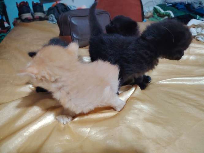  Gatitas en venta  - Imagen 4