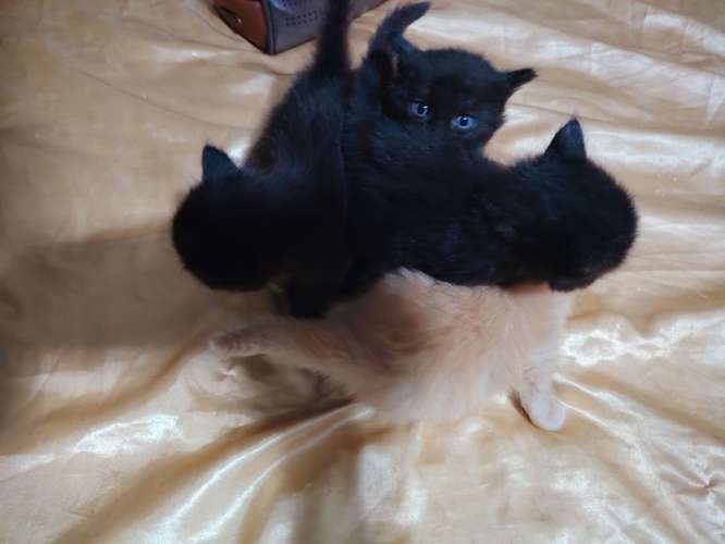  Gatitas en venta  - Imagen 2