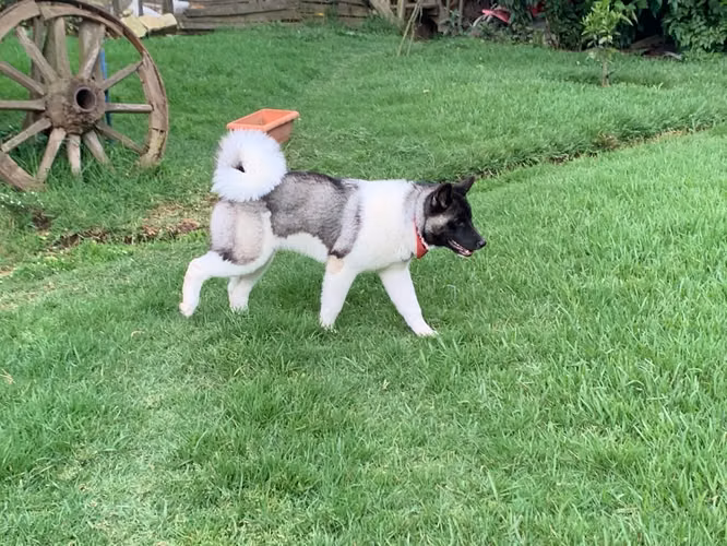 Akita Americano  - Imagen 7