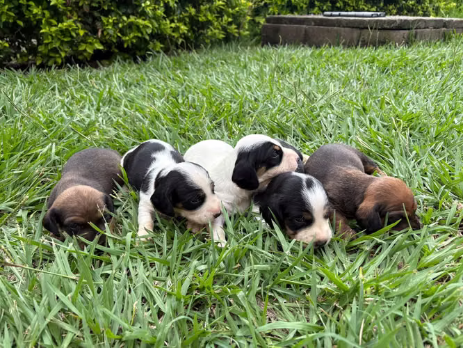 Hermosas dachshun salchicha color exitico - Imagen 2